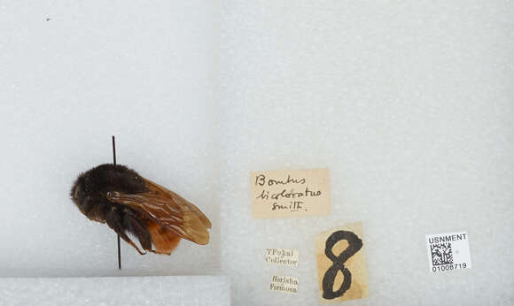 Image of Bombus bicoloratus Smith 1879