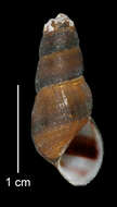 Image of Juga plicifera (I. Lea 1838)