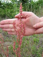 Imagem de Rumex hastatulus Baldw. apud Ell.