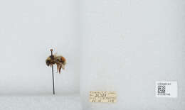 Image de Bombus sylvicola Kirby 1837