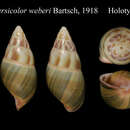 Image of <i>Amphidromus versicolor weberi</i> Bartsch