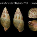 Слика од <i>Amphidromus versicolor weberi</i> Bartsch