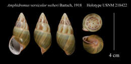 Image of <i>Amphidromus versicolor weberi</i> Bartsch