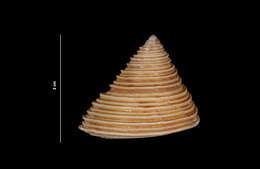 Image of Channeled Top Snail