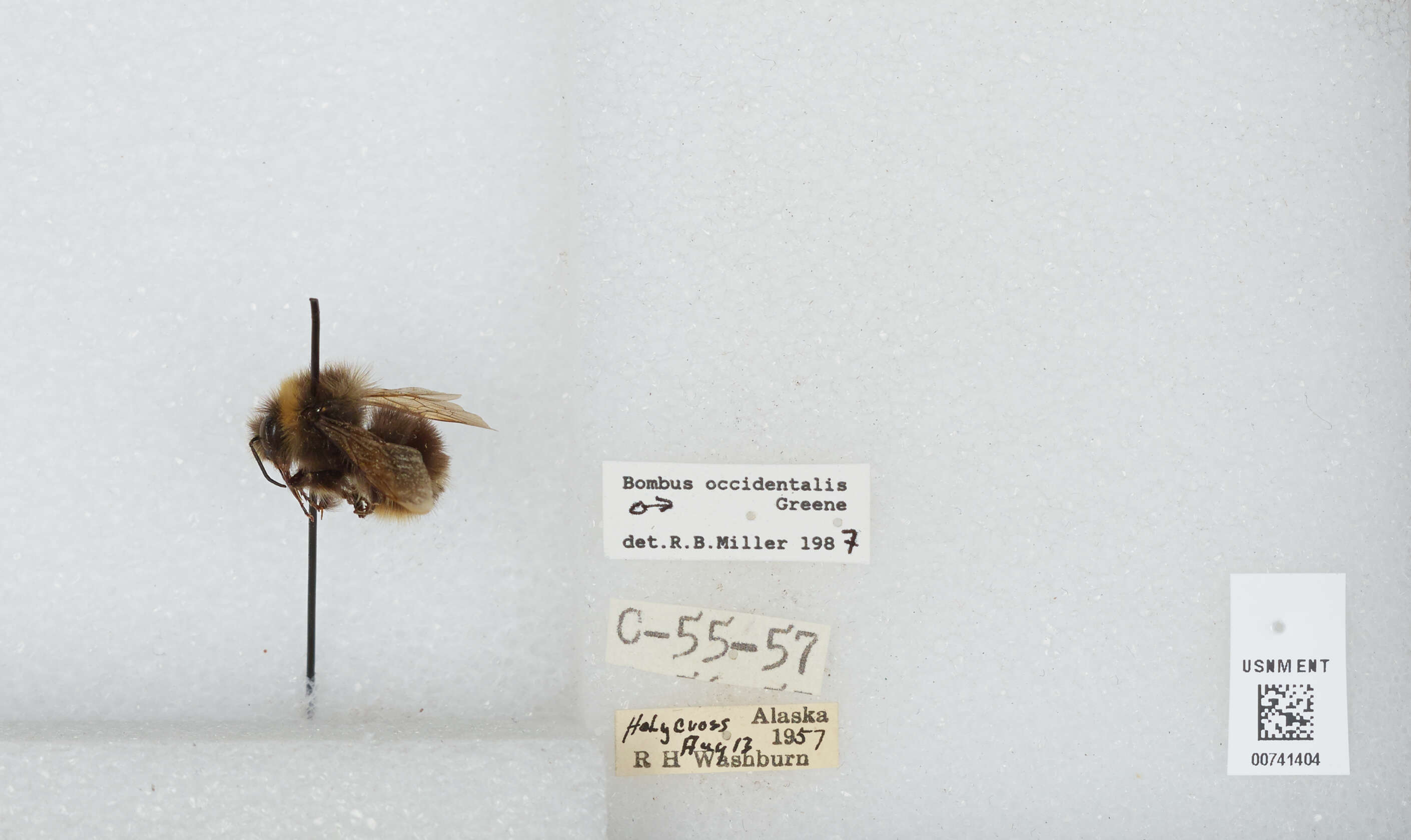 Слика од Bombus occidentalis Greene 1858