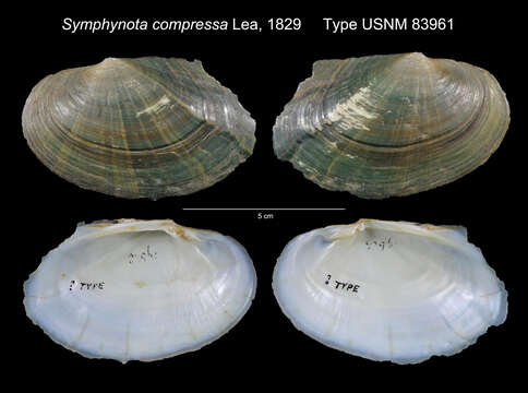 Слика од Lasmigona compressa (I. Lea 1829)