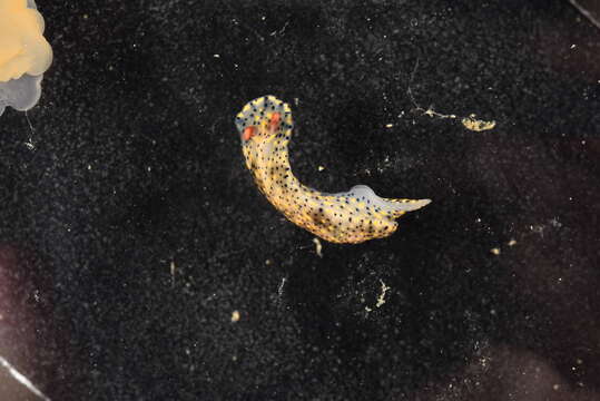 Image of Red gilled yellow spotted green slug