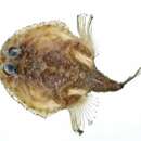 Image of Spiny batfish