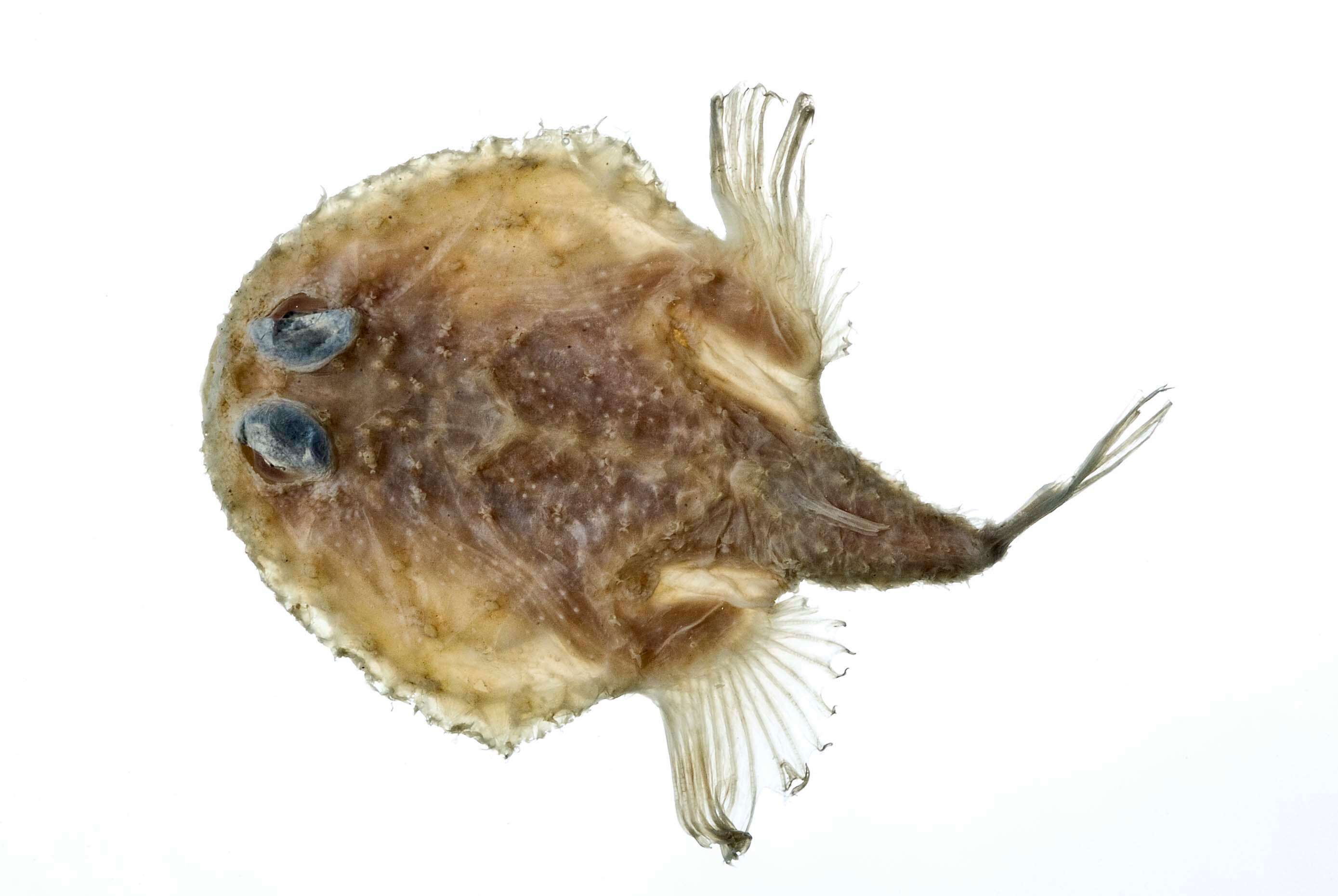 Image of Spiny batfish
