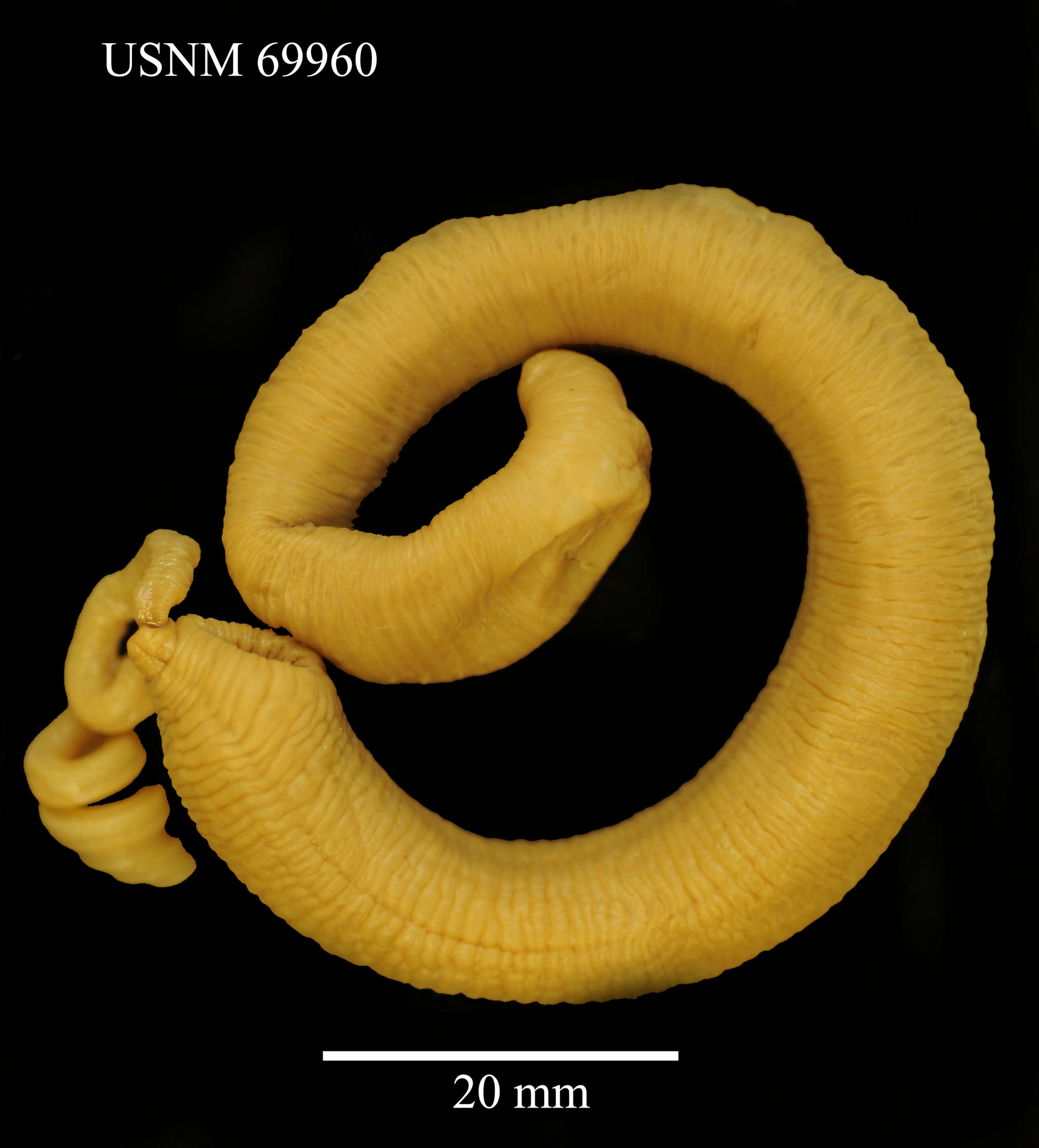 Image of Parborlasia corrugatus (McIntosh 1876)