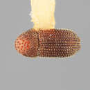 Image of Hypothenemus solocis Wood 1974