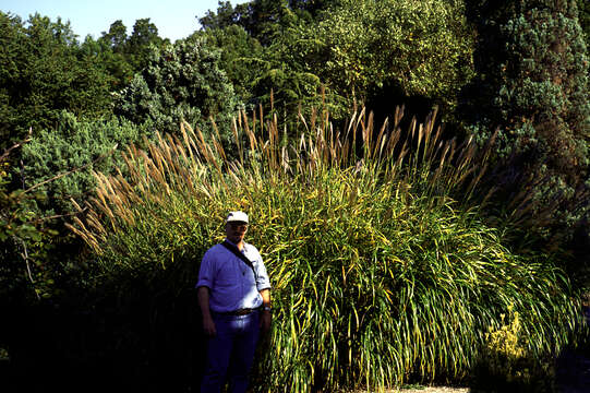 Image of Chinese silvergrass