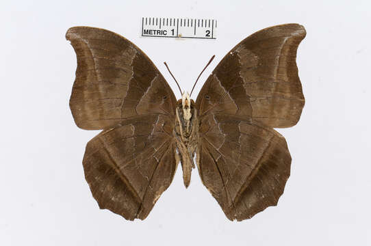 Imagem de Charaxes doubledayi Aurivillius 1898