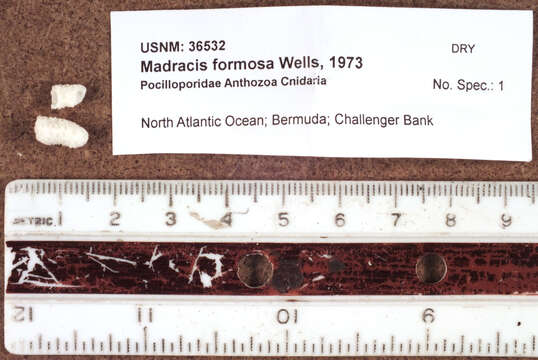 Madracis formosa Wells 1973的圖片