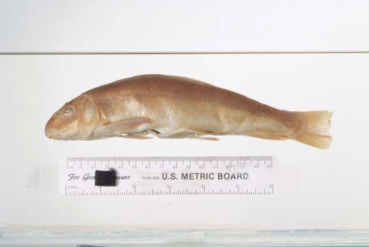 Image of Klamath Largescale Sucker