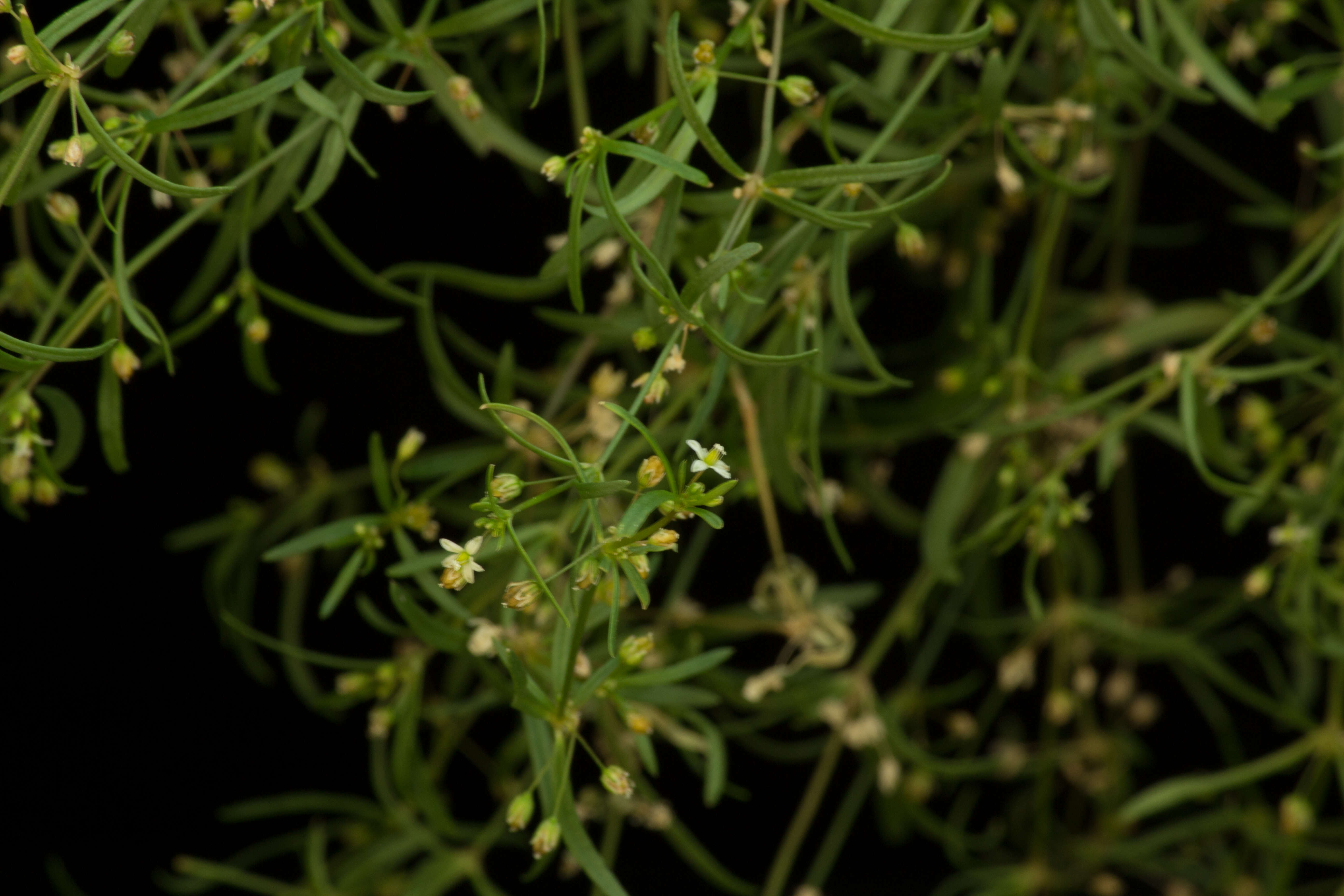 Image of green carpetweed