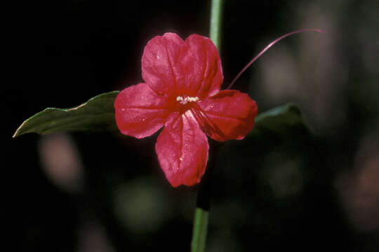 Image of Yerba-Maravilla