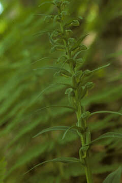 Plancia ëd Dactylorhiza viridis (L.) R. M. Bateman, Pridgeon & M. W. Chase