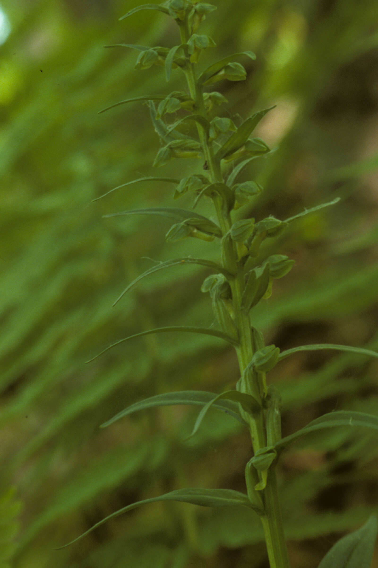 Plancia ëd Dactylorhiza viridis (L.) R. M. Bateman, Pridgeon & M. W. Chase