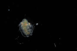 Ectopleura L. Agassiz 1862 resmi