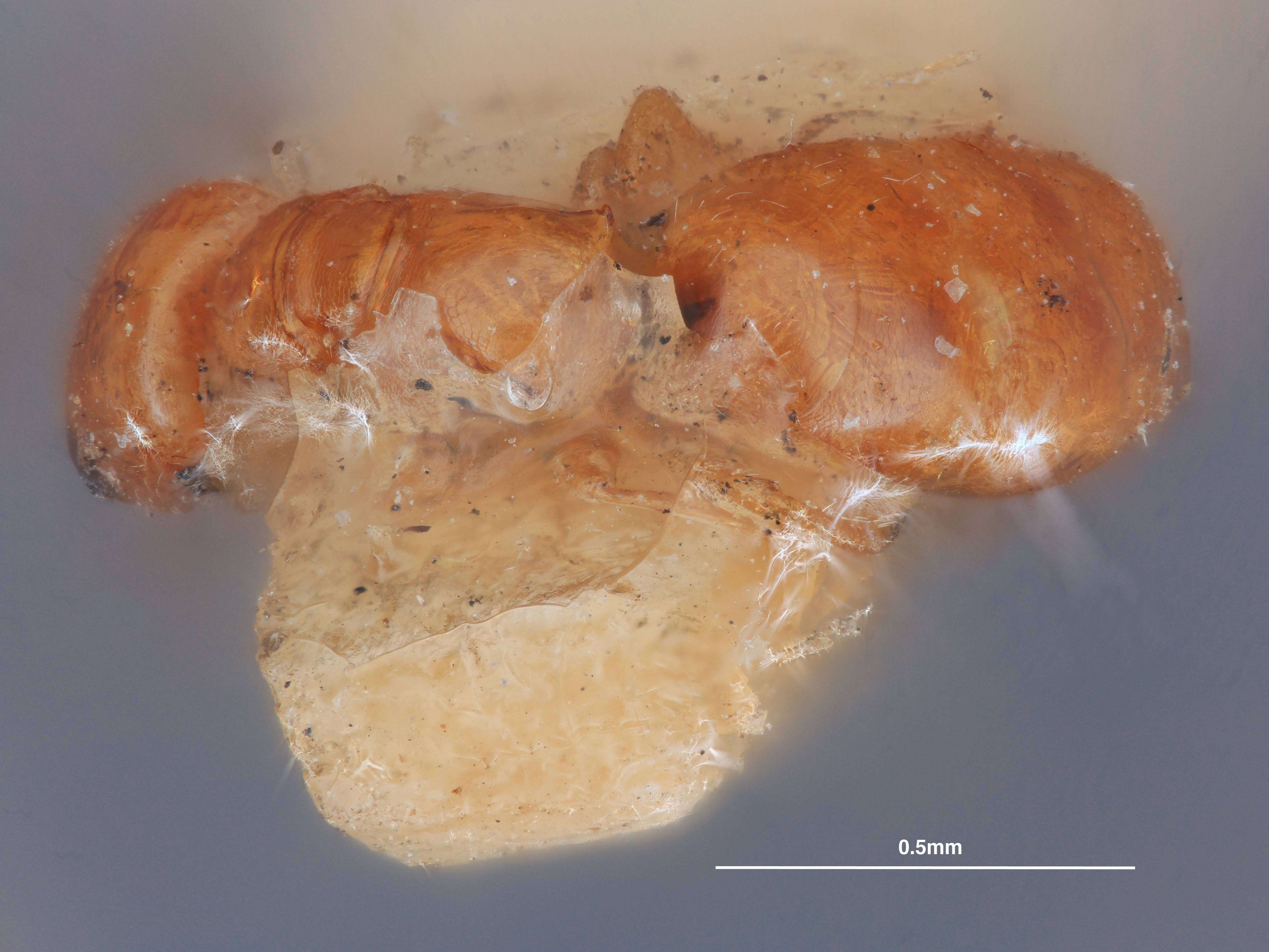 Image de <i>Cephalonomia gallicola</i>