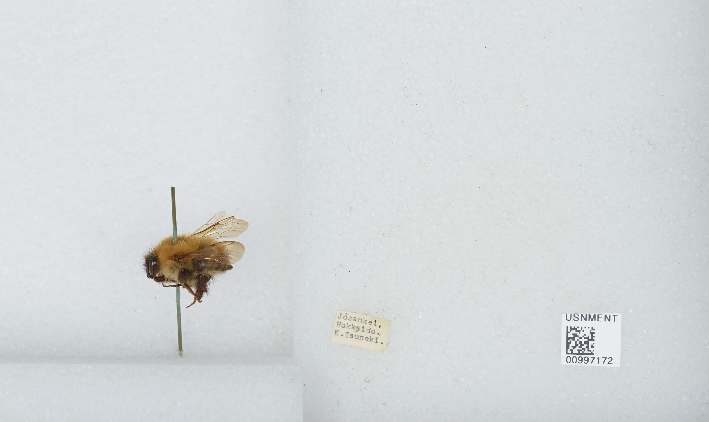 Imagem de Bombus diversus Smith 1869