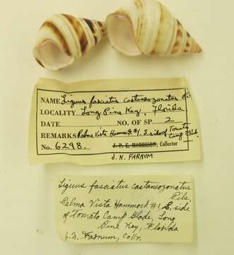 Liguus fasciatus (O. F. Müller 1774) resmi