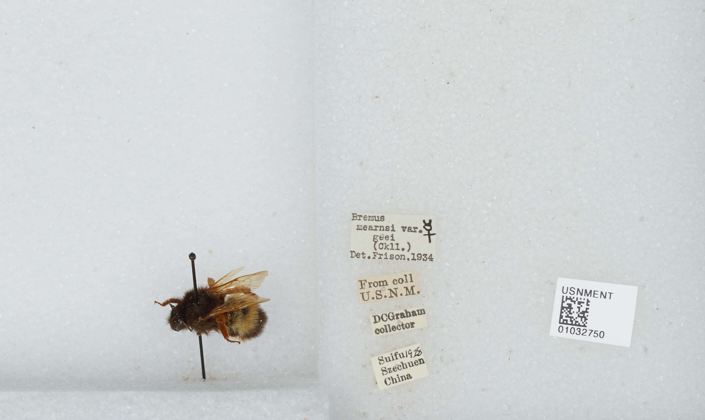 Image of Bombus flavescens Smith 1852