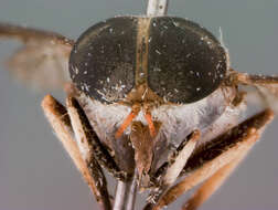 Image of Cydistomyia tibialis Burger 1982