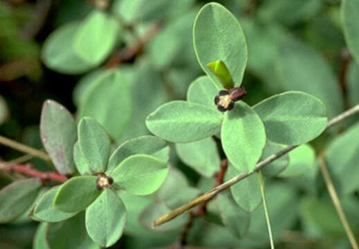 Sivun Euphorbia sparsiflora A. Heller kuva