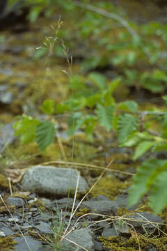 Image de Poa stenantha var. vivipara Trin.