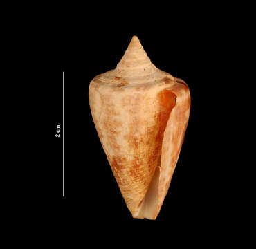 Image of alphabet cone