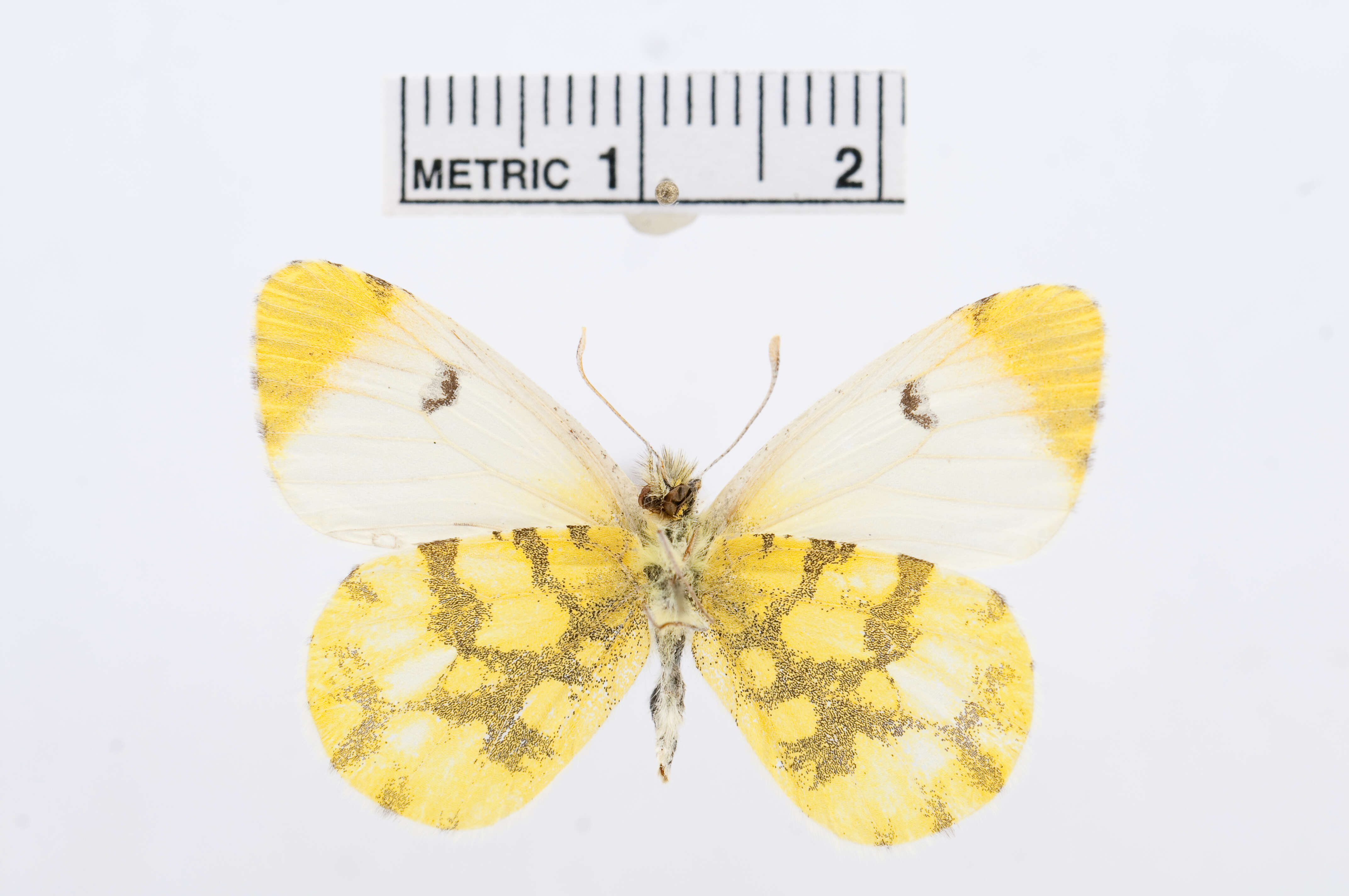 Image of Moroccan Orange Tip