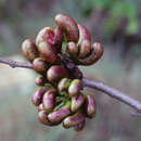 Image of Xylopia discreta (L. fil.) Sprague & Hutch.