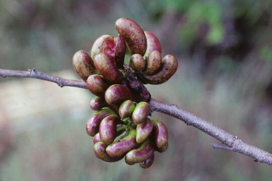 Image of Xylopia discreta (L. fil.) Sprague & Hutch.