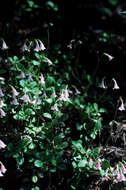 Image of Twinflower