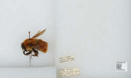 Bombus ephippiatus Say 1837 resmi