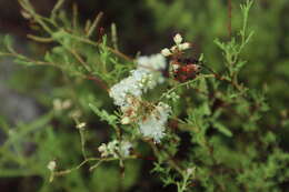 Image de Polygonella myriophylla (Small) Horton