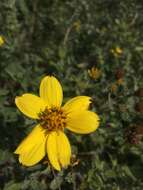 Image of Encelia Adans.