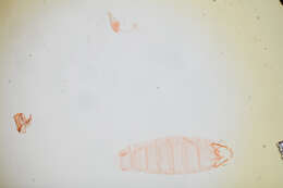 Image of Anacampsis fullonella Zeller 1873