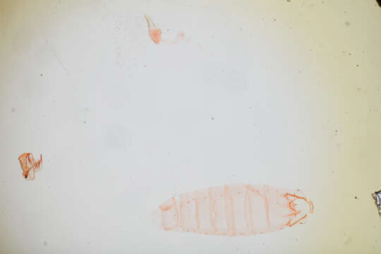 Image of Anacampsis fullonella Zeller 1873