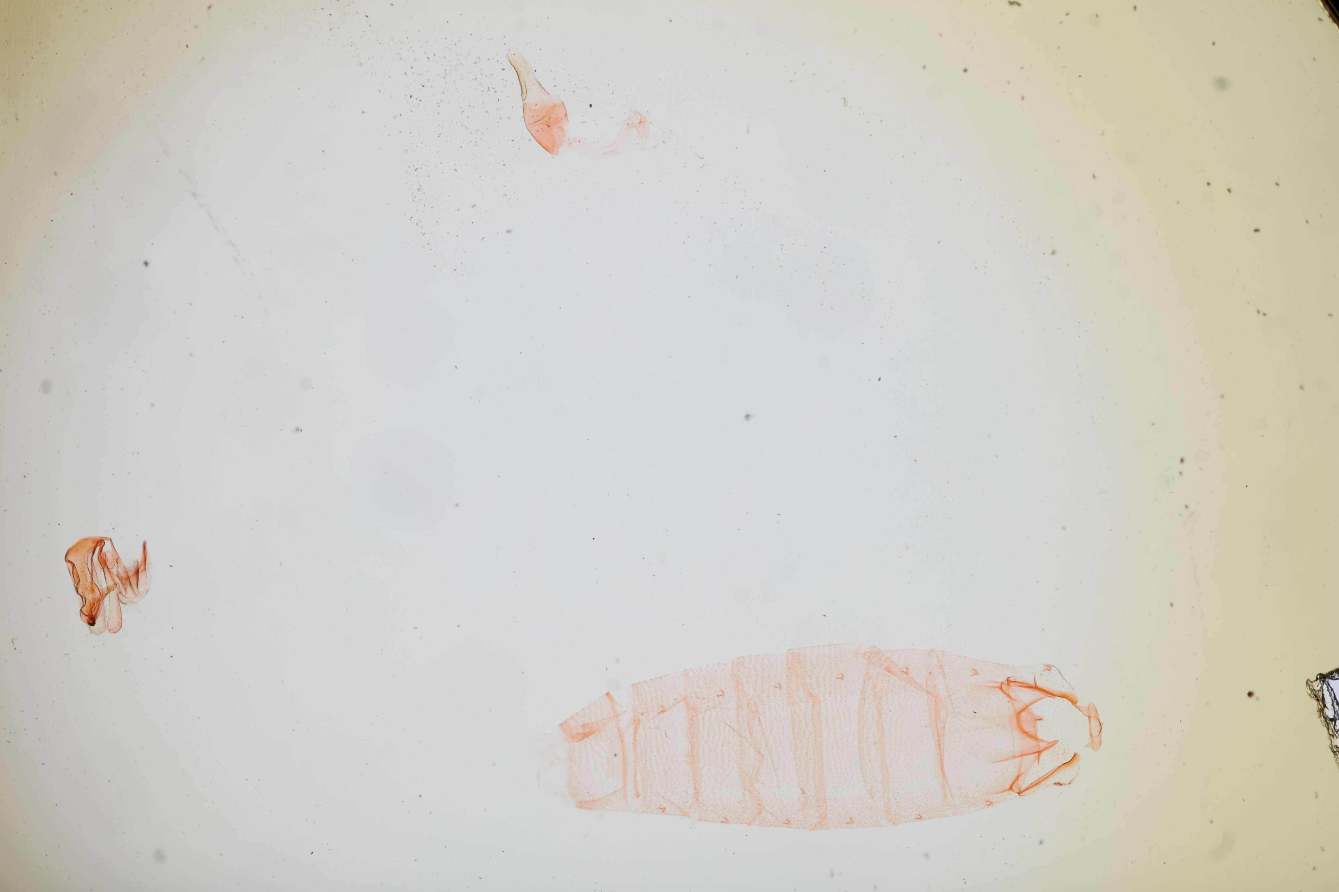 Image of Anacampsis fullonella Zeller 1873