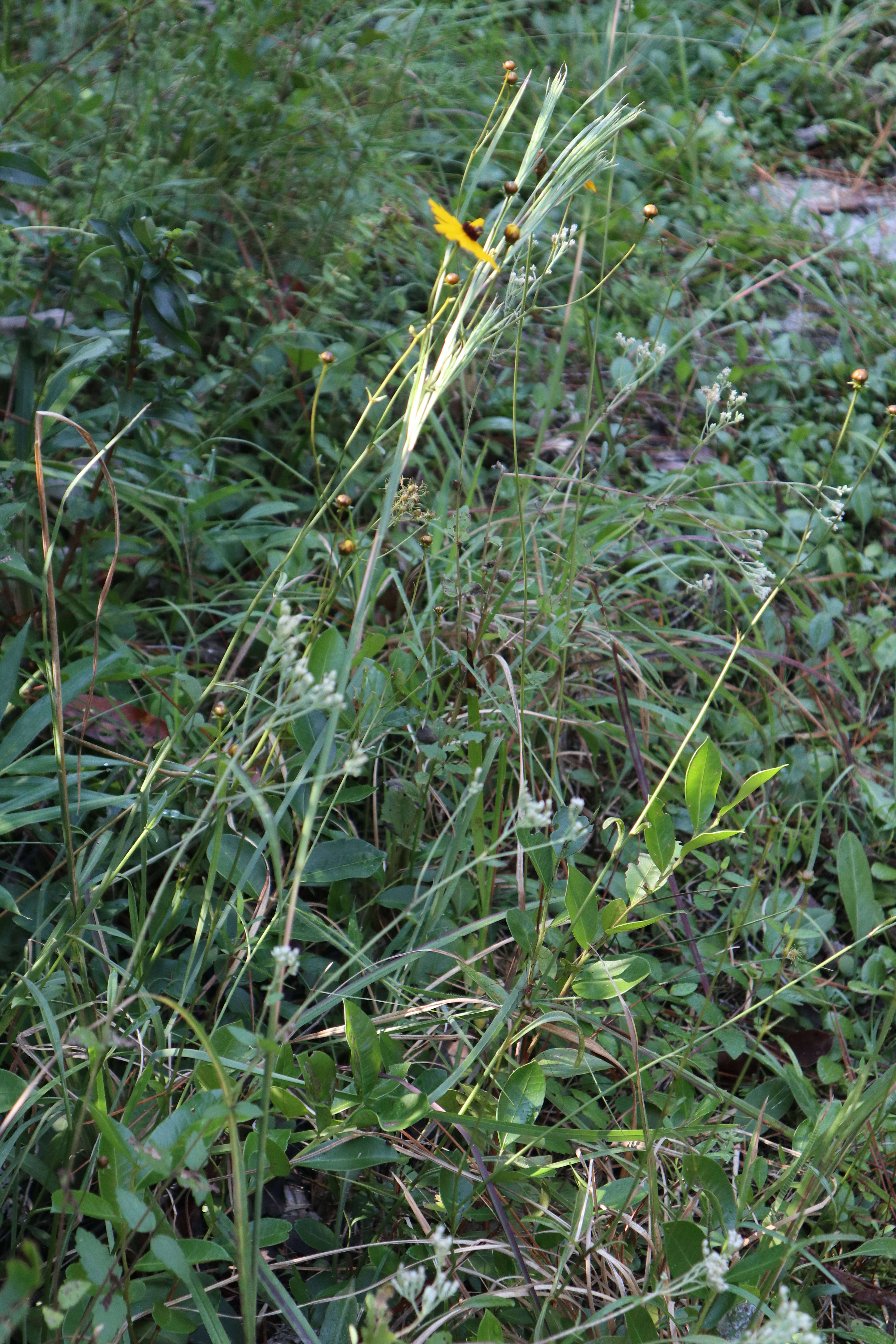 Image of Coreopsis gladiata Walter