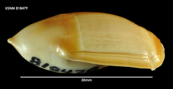 Image of Amalda mucronata (G. B. Sowerby I 1830)