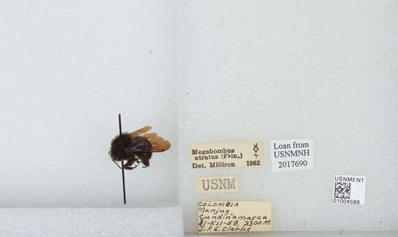 Image of Bombus pauloensis Friese 1912