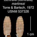 Image of <i>Centralia martinezi</i> Torre & Bartsch