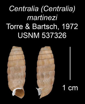 Image of <i>Centralia martinezi</i> Torre & Bartsch