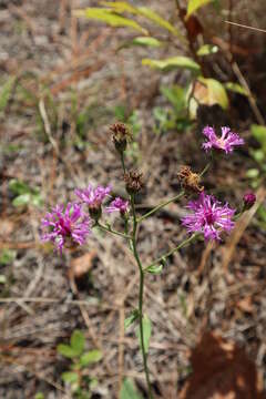 Image of stemless ironweed