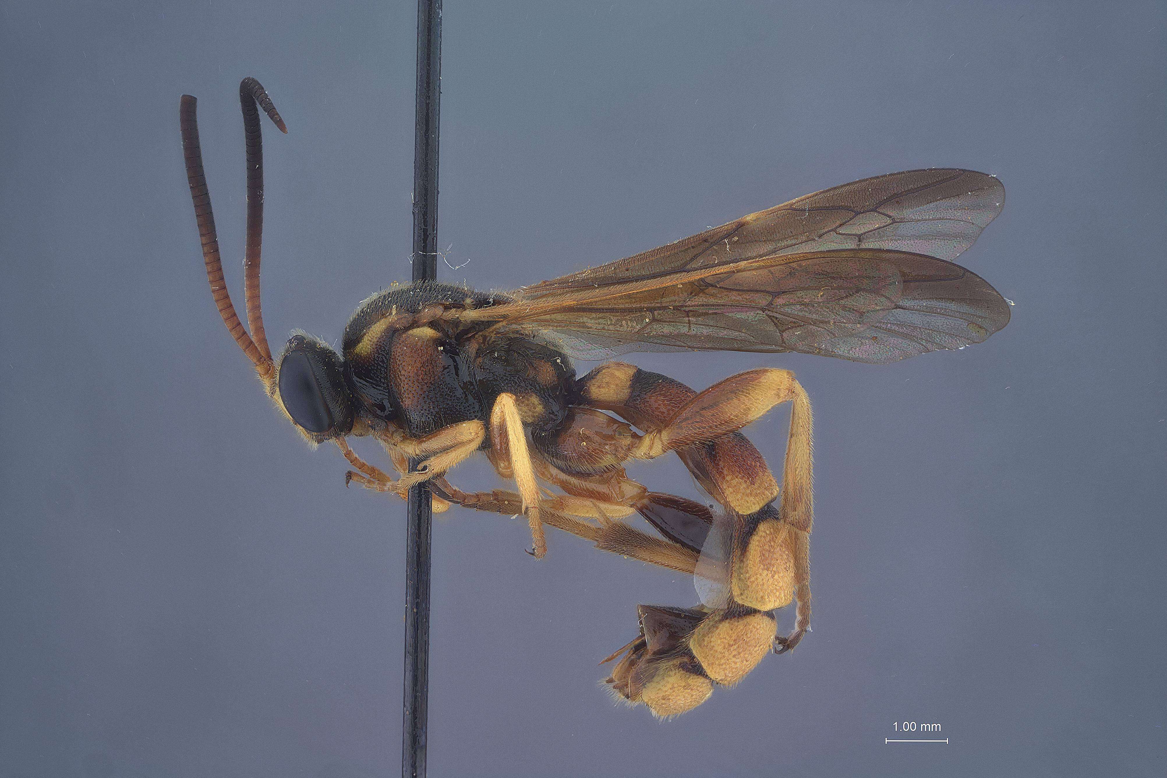 Image of Metopius mimicus Townes & Townes 1959