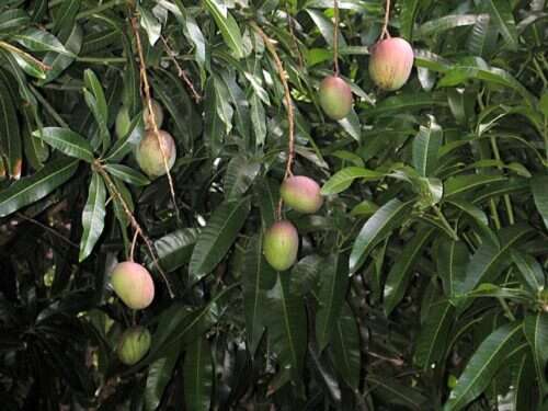 Image of Mango